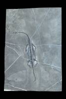 Nothosaure (Keichousaurus hui - squelette fossilisé, Chine)